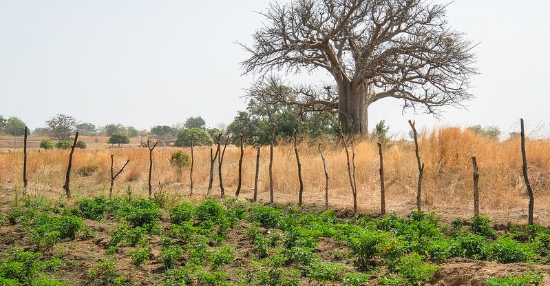 Piments forts et baobab près de Chiana, district de Kassena Nankana au Ghana.