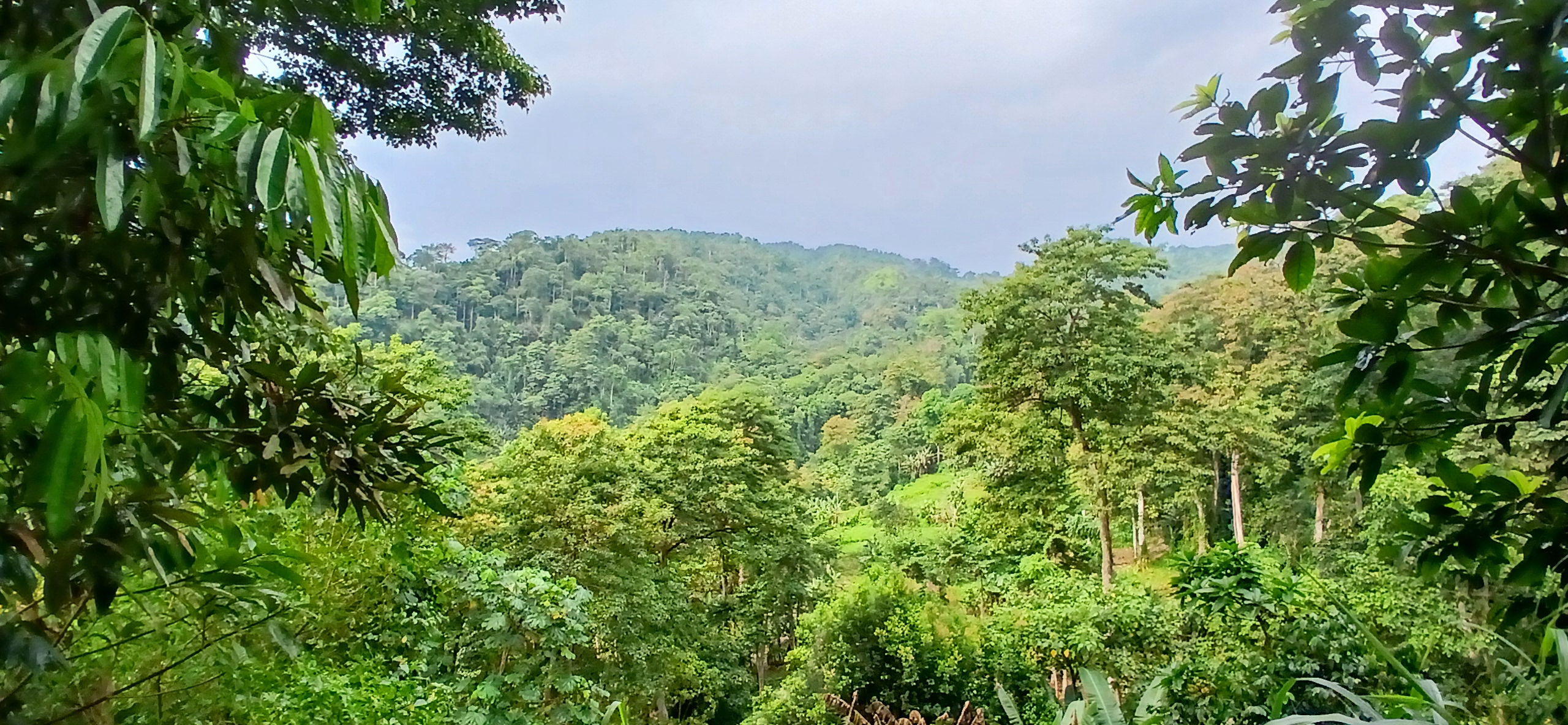 Forest canopy, overlooking Obô Natural Park of São Tomé