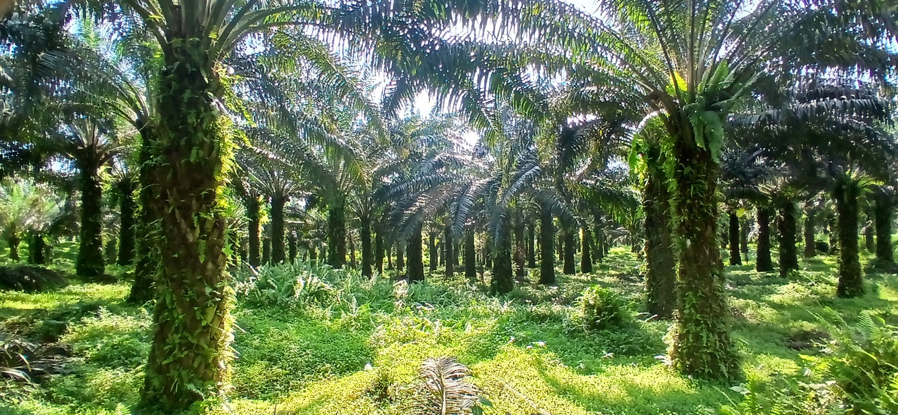 Oil palm plantations bordering the Obô Natural Park of São Tomé